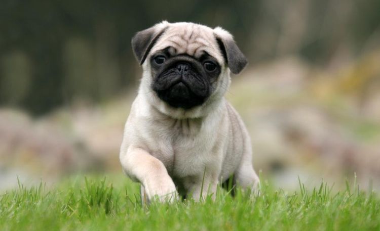Pug
