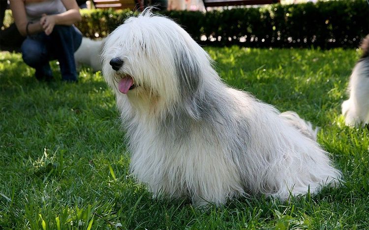 ODIS