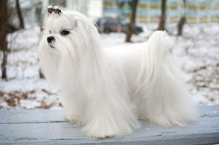 Bichón maltés