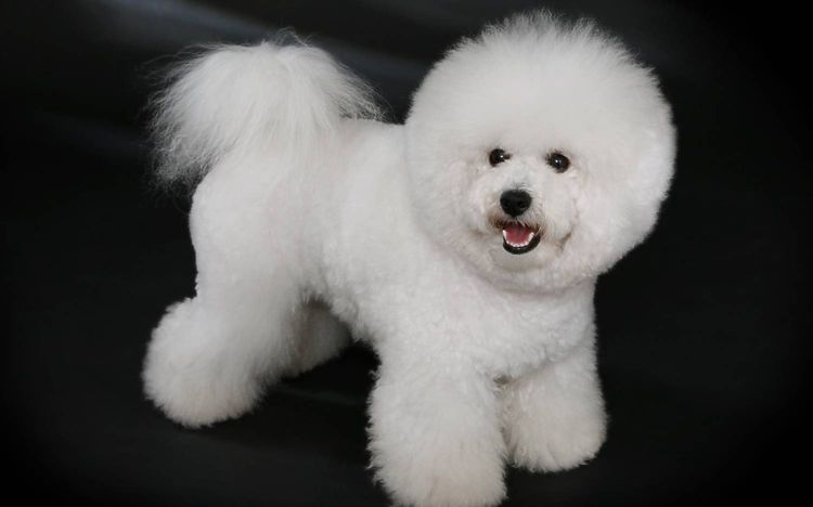 Bichón frisé