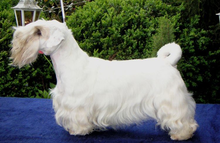 Terrier bohemio