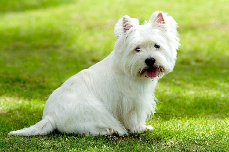 West Highland White Terrier
