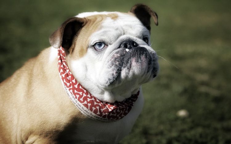 Bulldog Inglés
