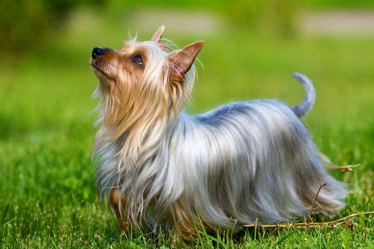 Terrier australiano sedoso