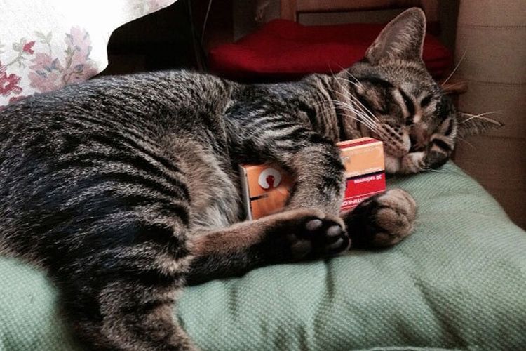 El gato sostiene un envase de comprimidos entre sus patas.