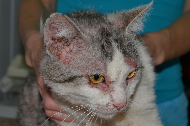 Dermatitis en gatos