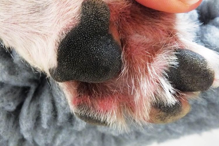 Dermatitis alérgica en perros