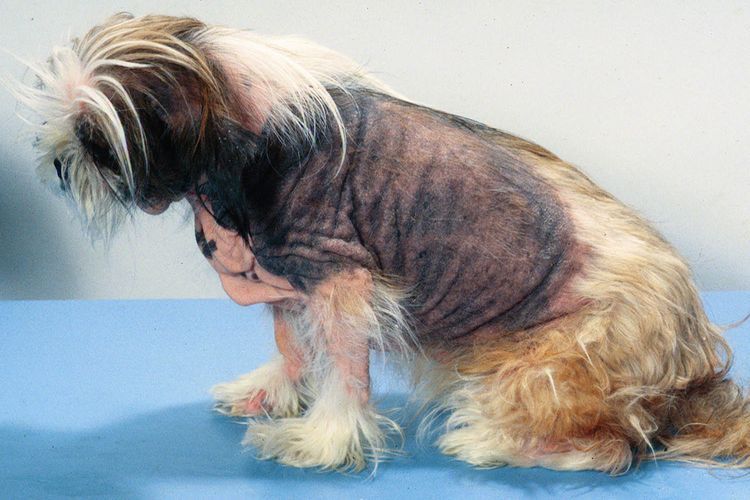 Dermatitis atópica en perros