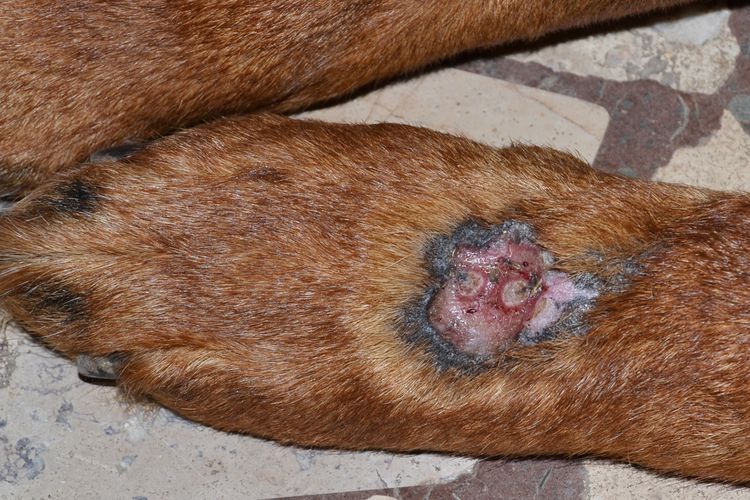 Dermatitis térmica en perros