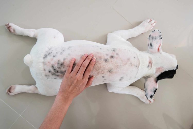 Dermatitis parasitaria en perros