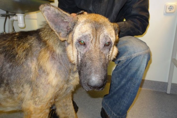 Dermatitis infecciosa en perros