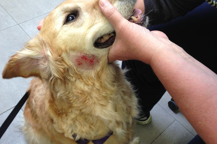Dermatitis medicamentosa en perros