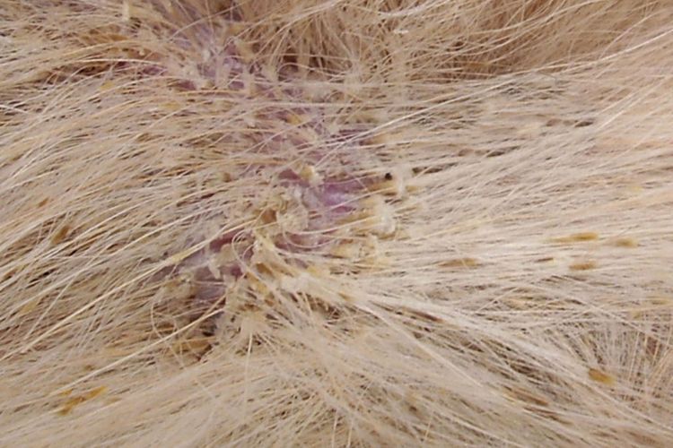 Dermatitis seborreica en perros