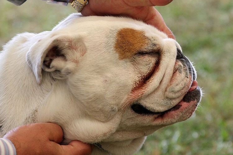 Dermatitis húmeda en perros