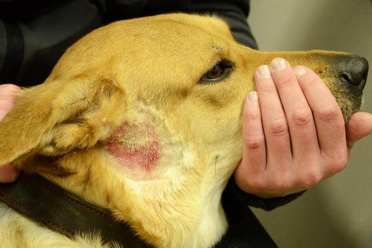 Dermatitis en perros
