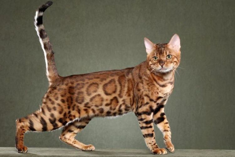 Gato safari