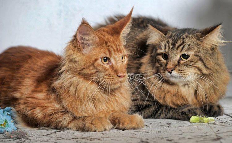 Gatos siberianos