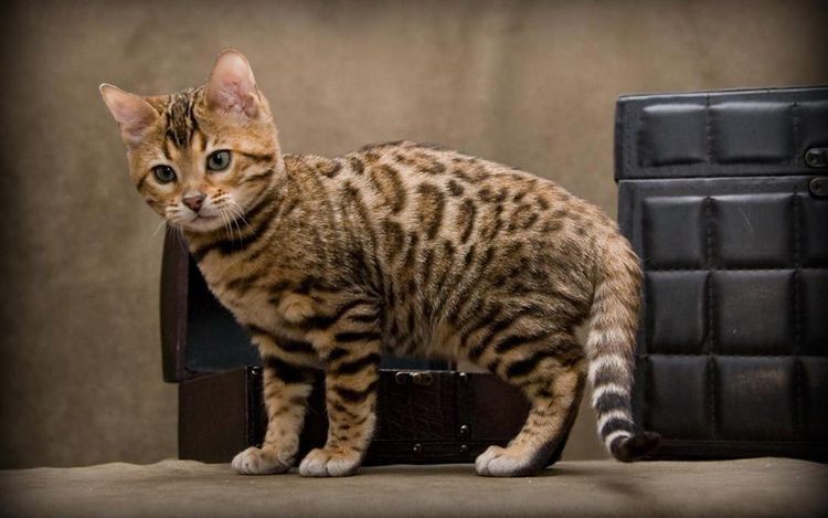 Gatito chito
