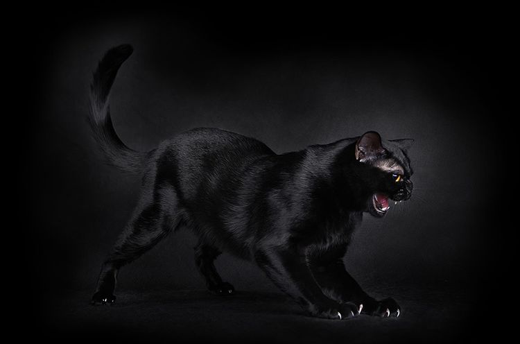 Gato Bombay (Bombay)