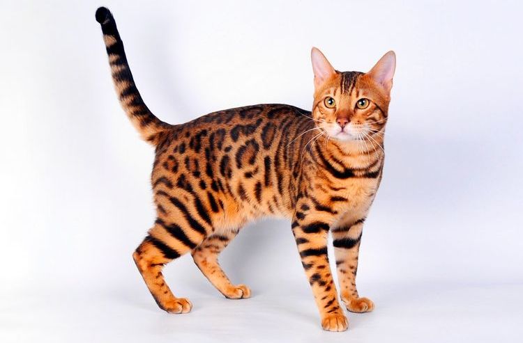 Gato bengalí