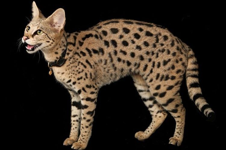 Gato de raza savannah
