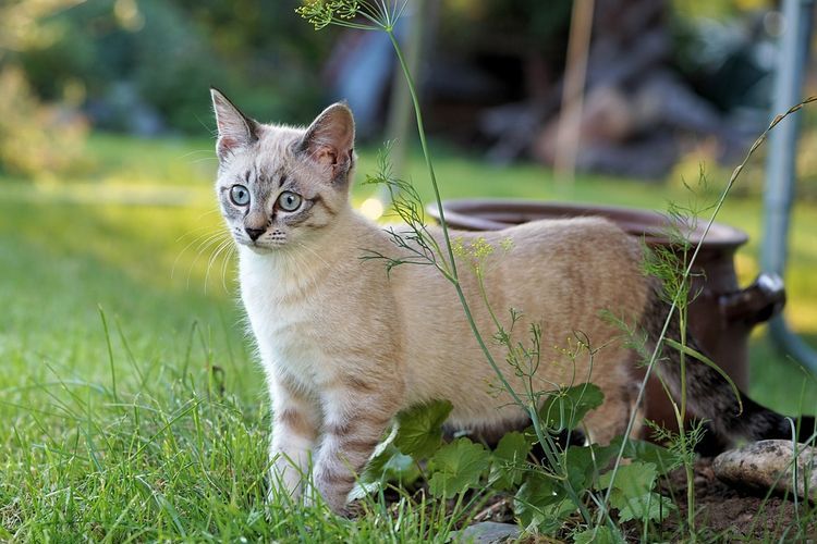Gato en el huerto