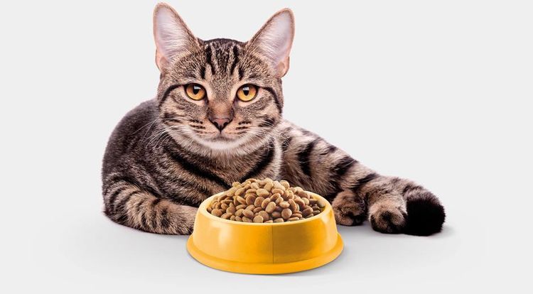 Gato junto al cuenco de comida
