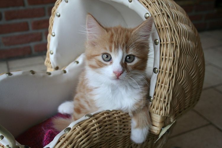 Gatito sentado en un carrito