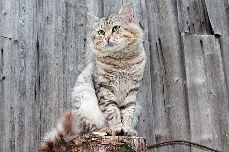 Gato sentado en un tocón