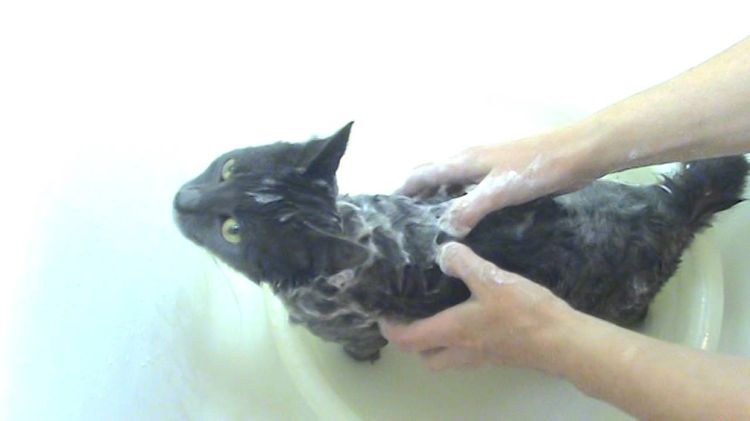 Se baña al gato