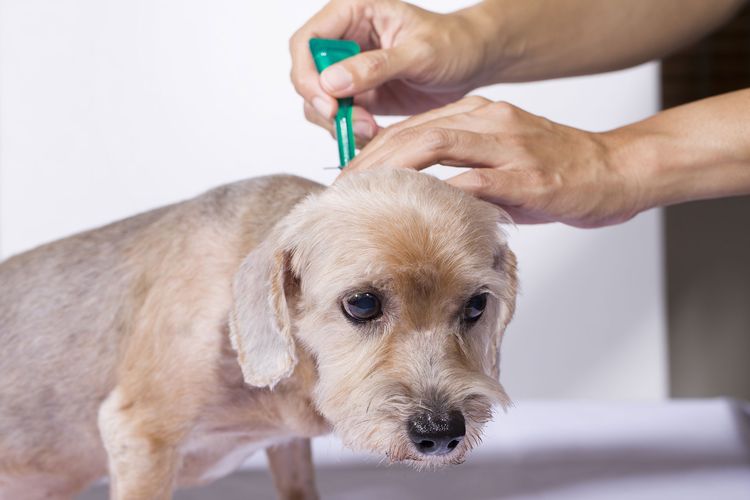 Cómo aplicar las gotas antipulgas a un perro
