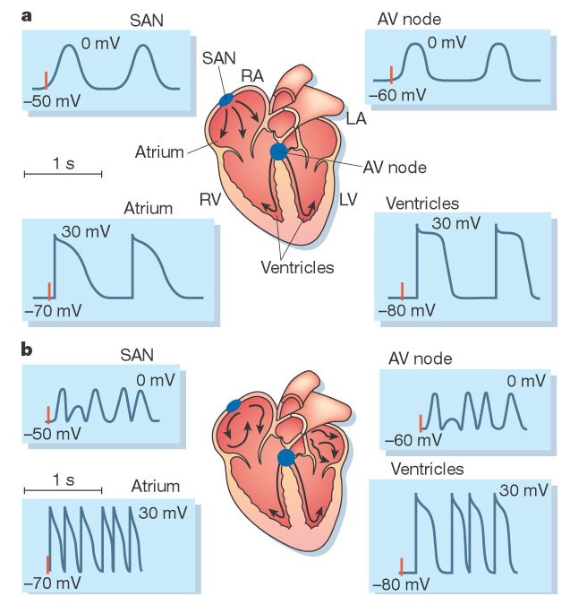 Electrocardiograma (ECG) en el perro