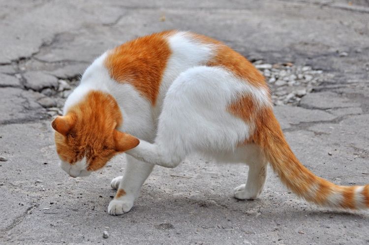 Pulgas en el gato
