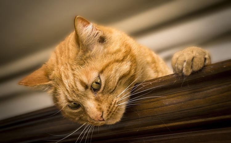 Gato anaranjado sobre el armario