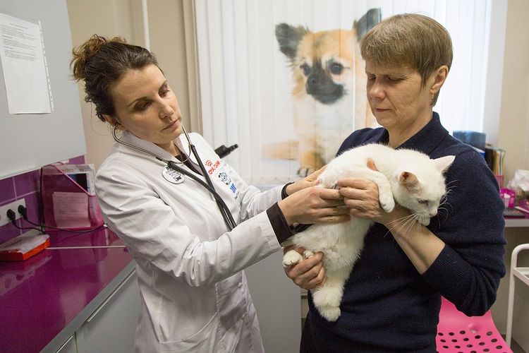 Veterinario y gato