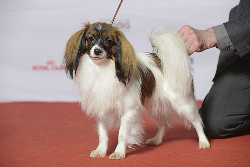 Raza de perro Falén