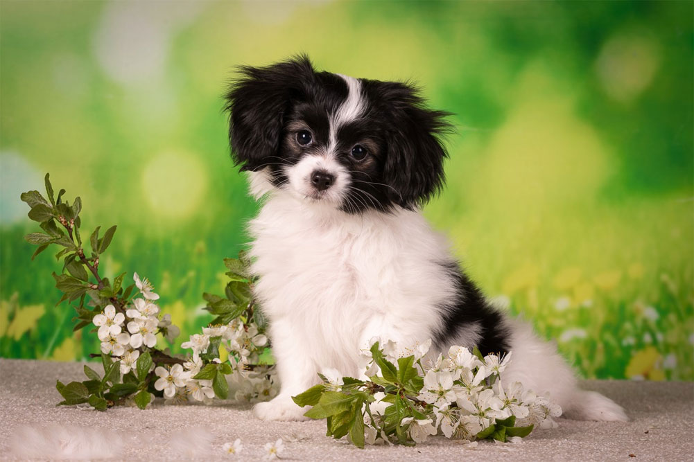 Cómo elegir un cachorro de la raza Falene
