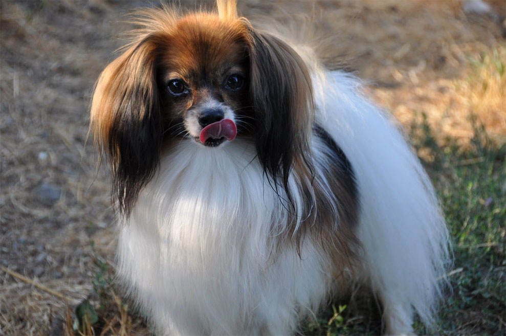 Spaniel toy