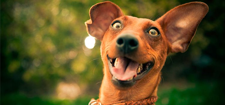 Aktiver Hund