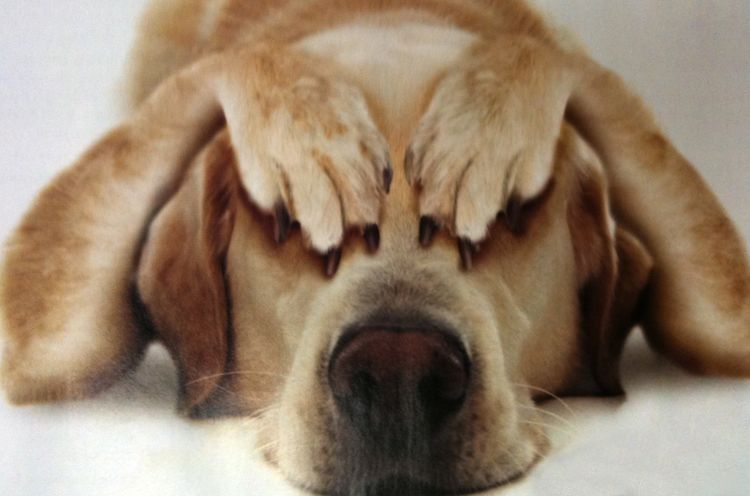 Hund schläft