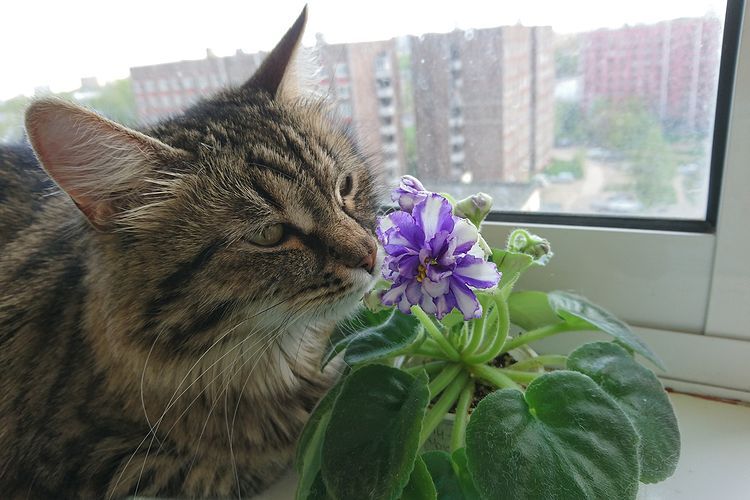 Gata olfateando violetas