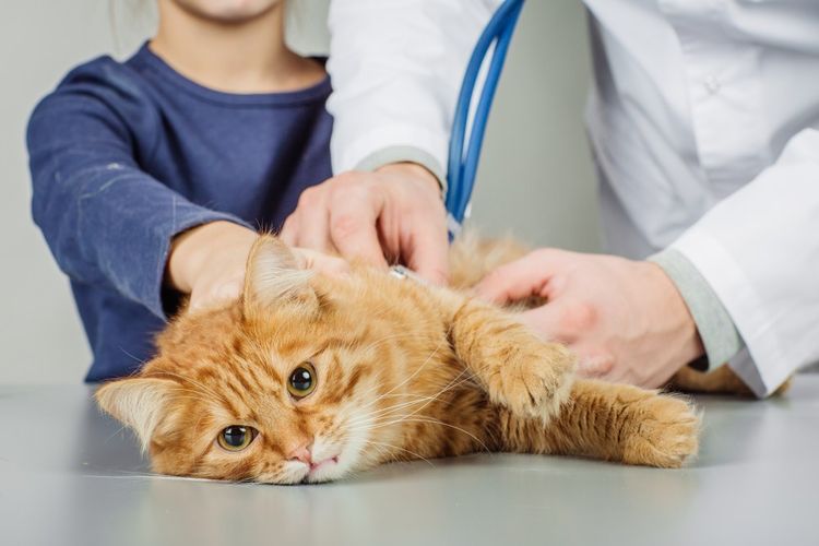 Gato en el veterinario