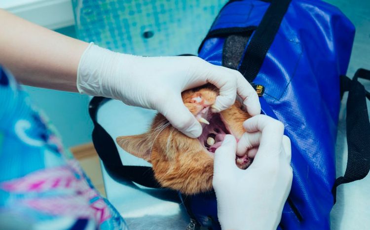 Cómo administrar un comprimido al gato