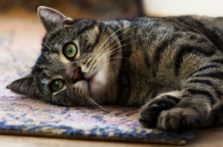 El gato se encuentra mal