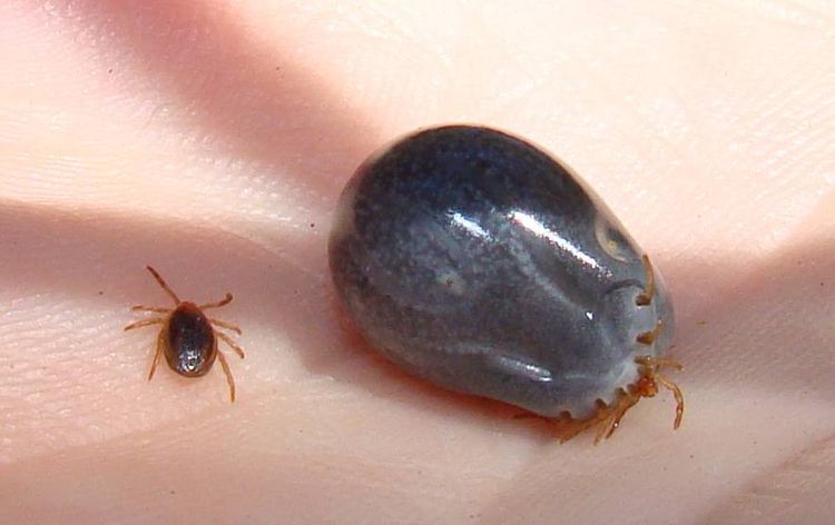 Garrapatas ixódidas