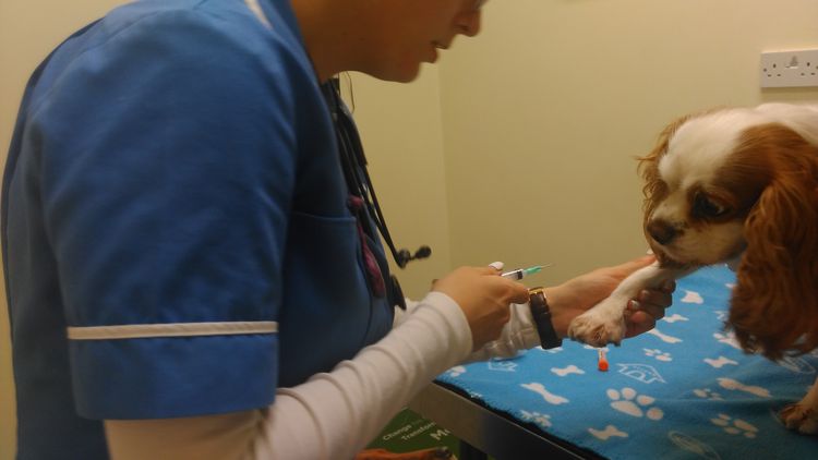 Extracción de sangre del perro