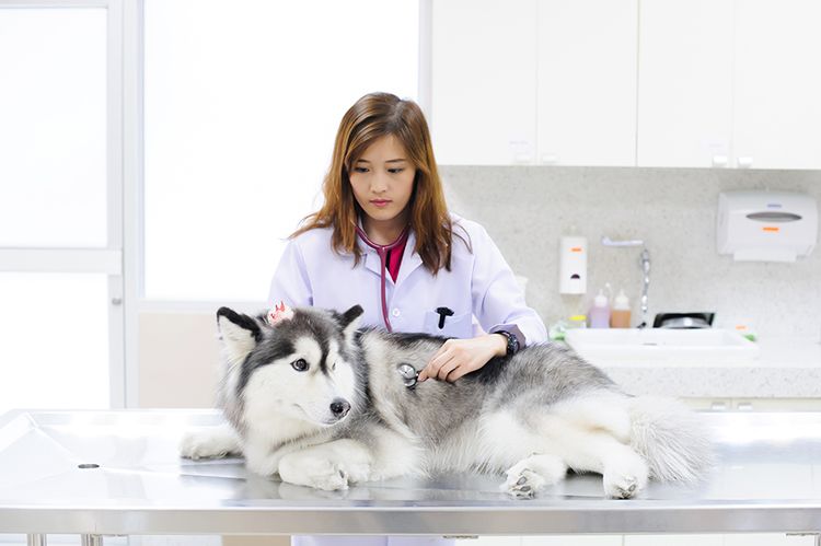 Examen del perro