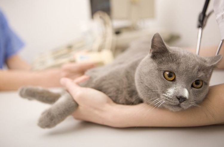 Gato en el veterinario