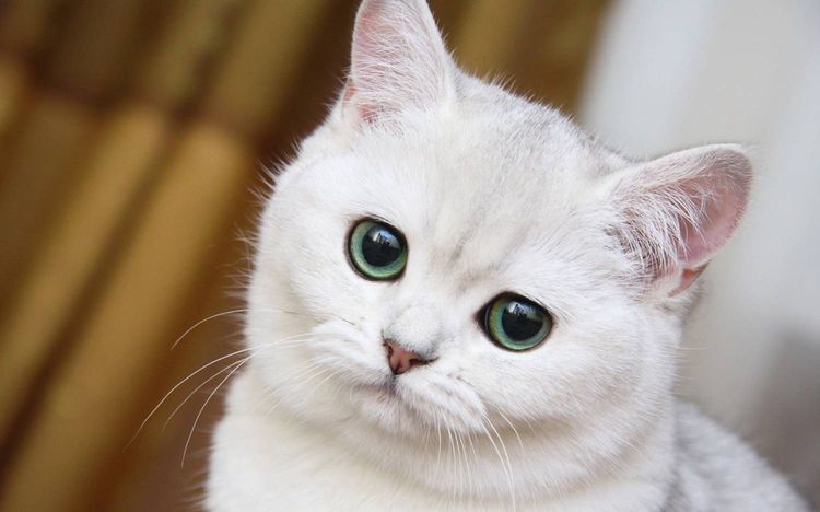 Gato blanco triste