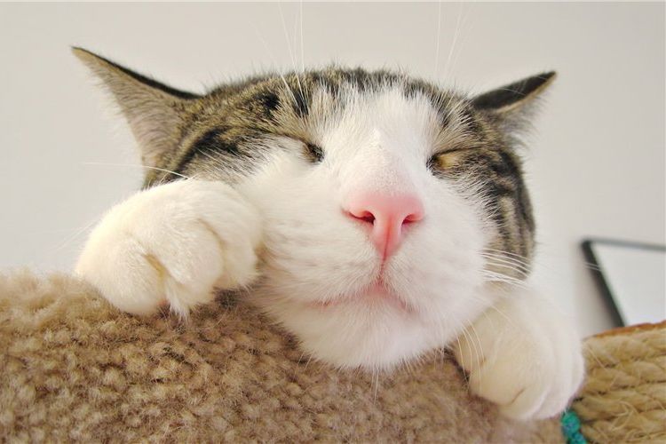 El gato duerme